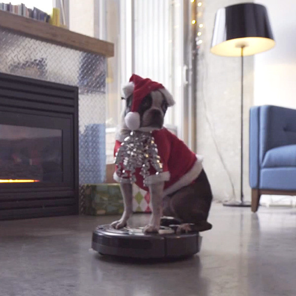 Watching This Festive Dog Ride a Roomba Will Make Your Christmas