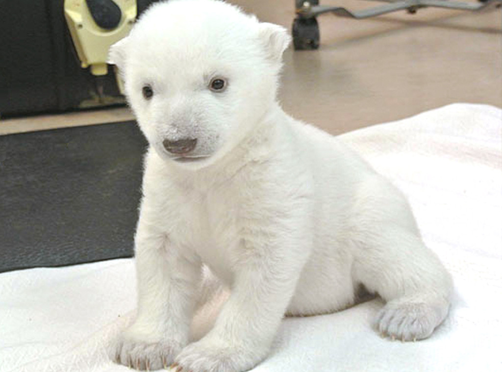 Help the Toronto Zoo Name Their Adorable Baby Polar Bear—Plus, Watch ...