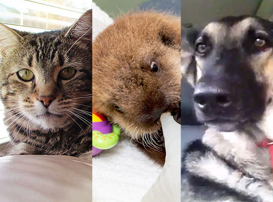 Tara, The Hero Cat, Otter Pup 681, Dog Dance Party, Best Viral Animal Video of 2014