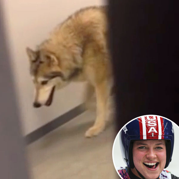 Olympic Luger's Sochi Wolf Video Is a Jimmy Kimmel Hoax