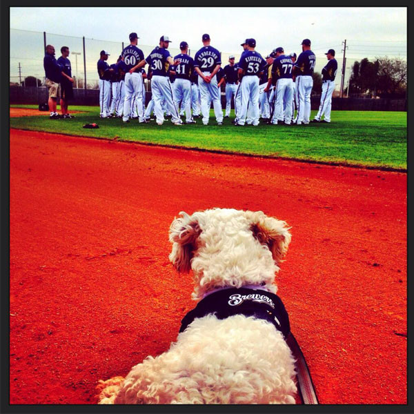 Milwaukee Brewers Rescue Stray Dog, Make Him Part of the Team