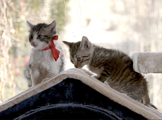 The Notebook, Kittens