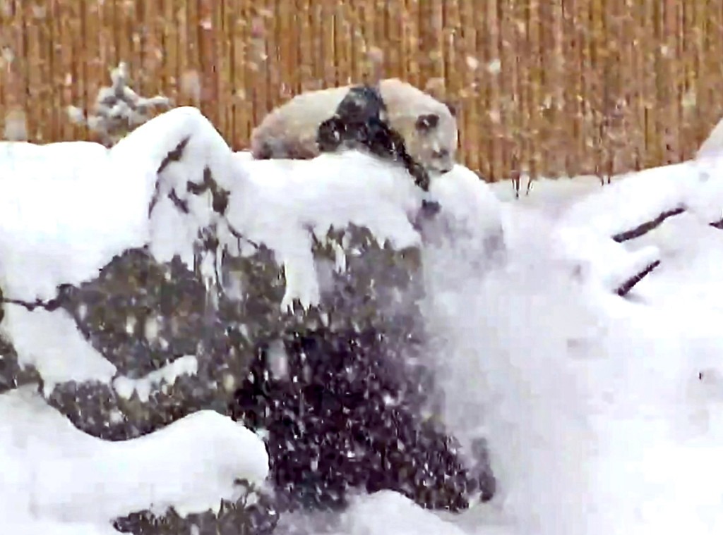 Toronto Zoo Panda, Snow