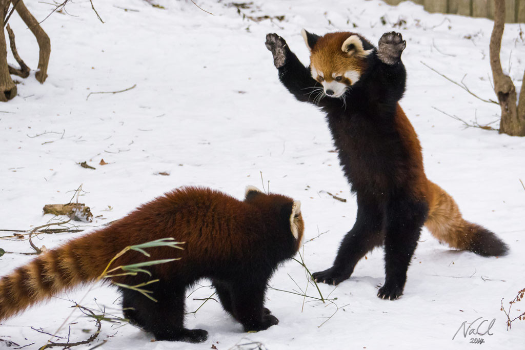 These Red Pandas Playing In The Snow Are Adorable E Online Uk