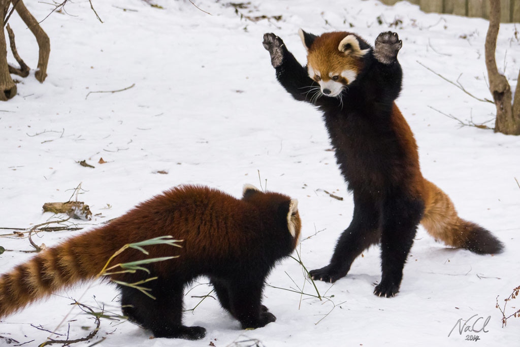Red Pandas, Cincinnati Zoo
