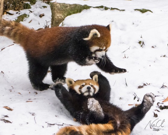 These Red Pandas Playing in the Snow Are Adorable | E! News