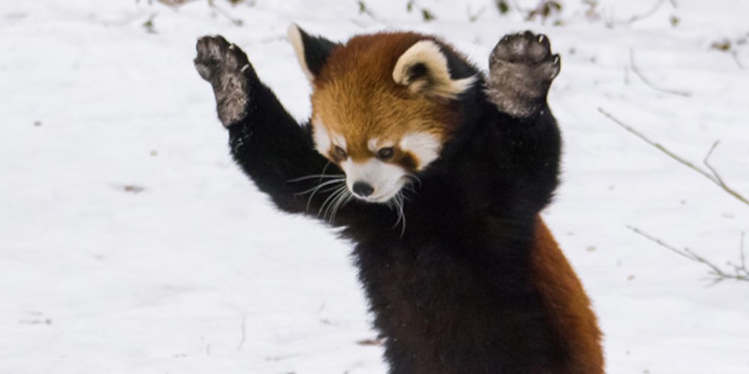 These Red Pandas Playing In The Snow Are Adorable E Online These Red Pandas Playing In The Snow Are Adorable E Online