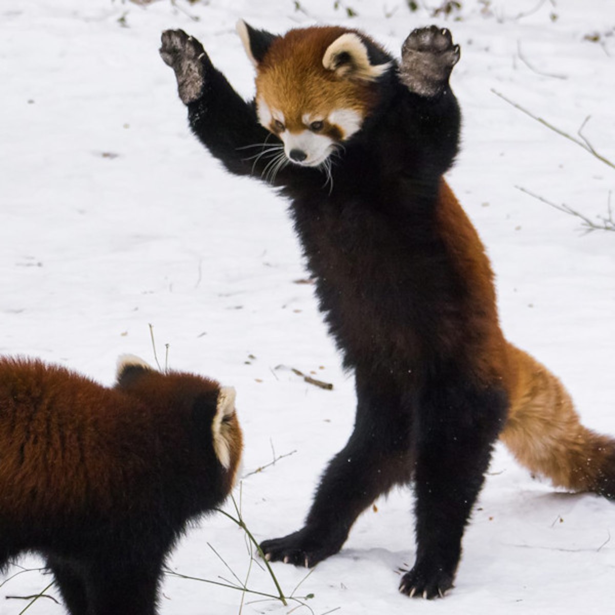 These Red Pandas Playing In The Snow Are Adorable E Online Uk These Red Pandas Playing In The Snow Are Adorable E Online Uk