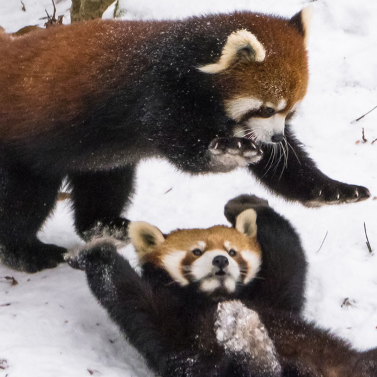 Watch Red Pandas Playing In Snow To Heal Your Winter Wounds E Online Watch Red Pandas Playing In Snow To Heal Your Winter Wounds E Online