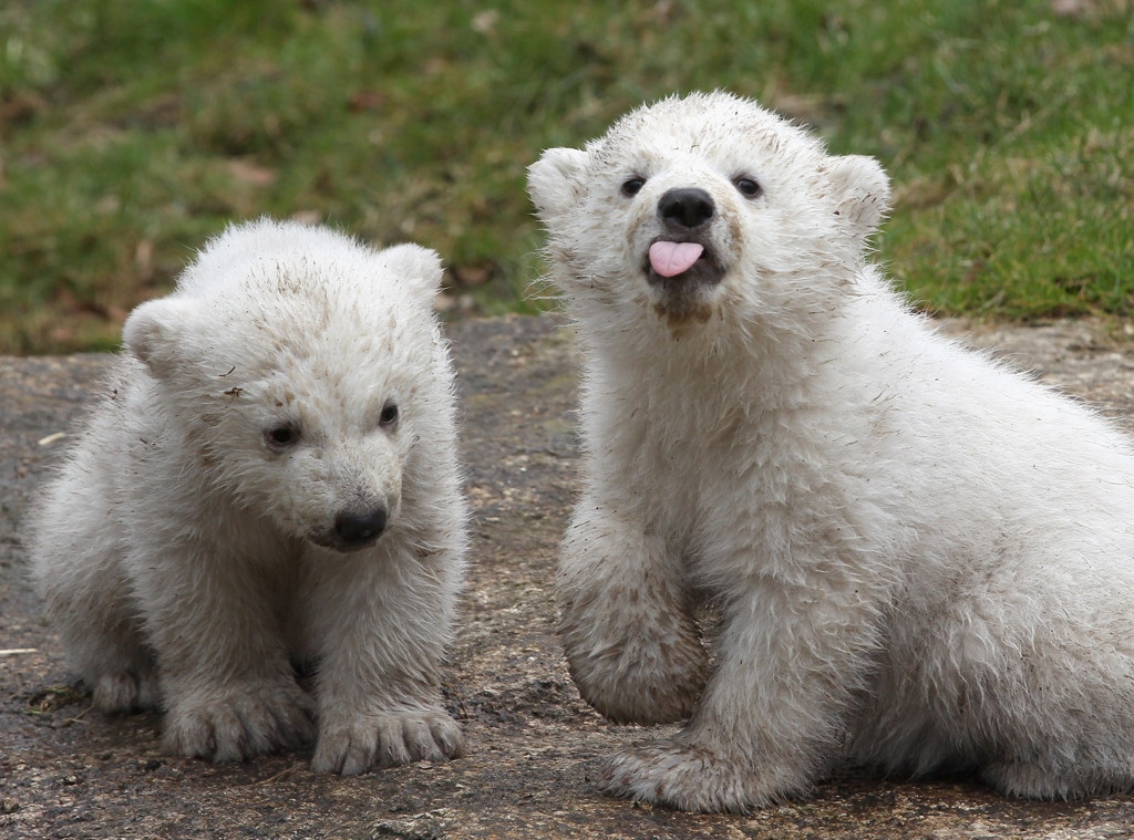 Polar Bear Cubs, Twins