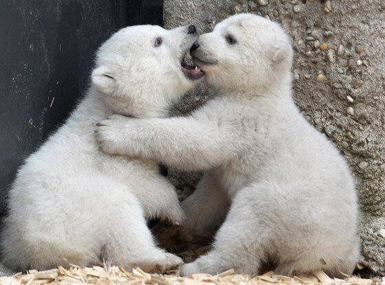 You Won't See Anything More Adorable Today Than These 14-Week-Old Polar ...