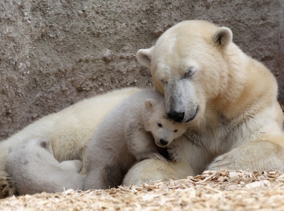 You Won't See Anything More Adorable Today Than These 14-Week-Old Polar ...