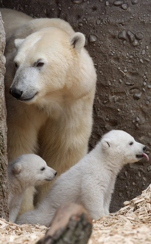 You Won't See Anything More Adorable Today Than These 14-Week-Old Polar ...