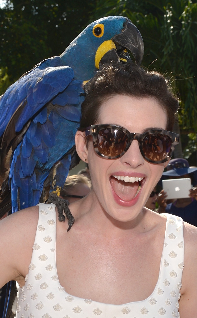 Anne Hathaway Playfully Pecked by Parrot, Kissed by ...