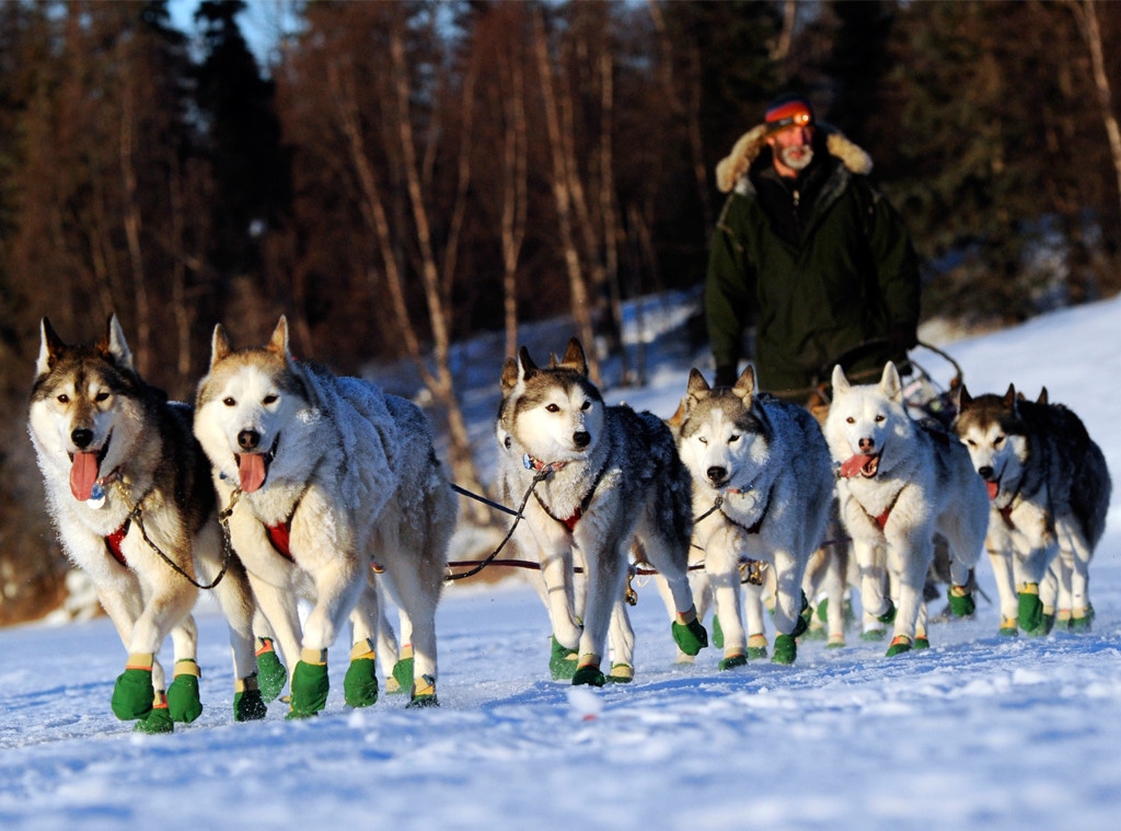 Iditarod Trail Sled Dog Race, Wolf Puppies