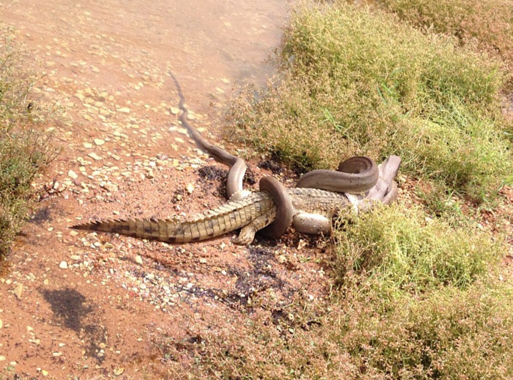 Watch This Video Of A Snake Eating A Crocodile, Which Looks Like A Syfy ...