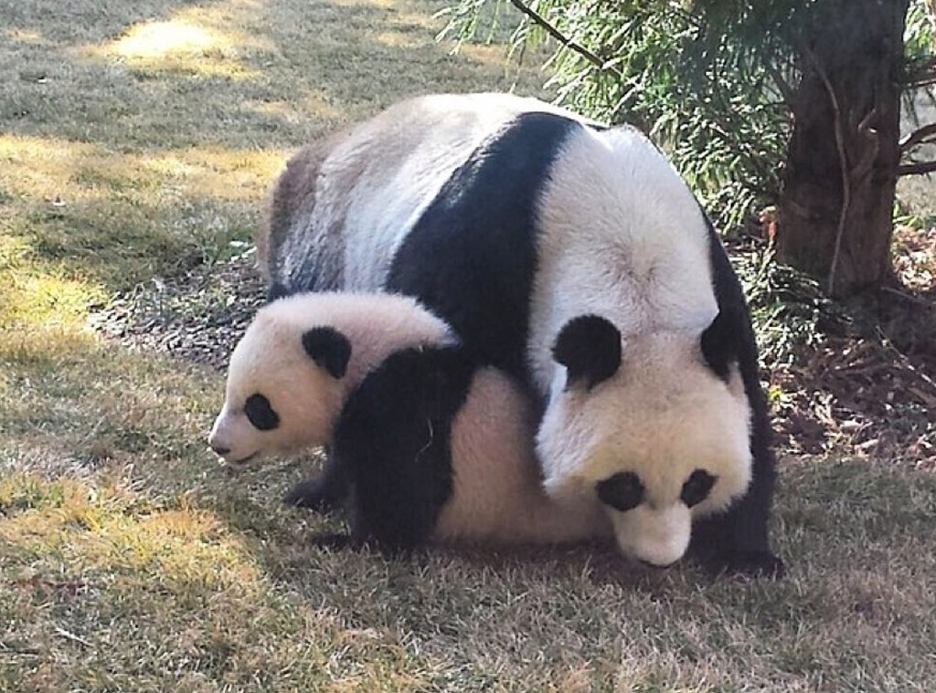 bao bao panda
