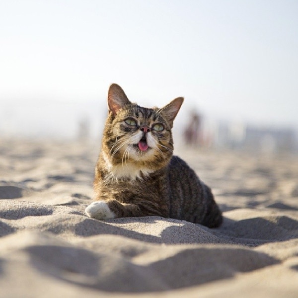 Lil Bub, Famous Animals on the Internet