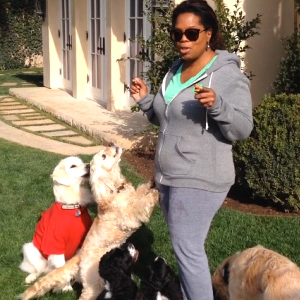 oprah cocker spaniel