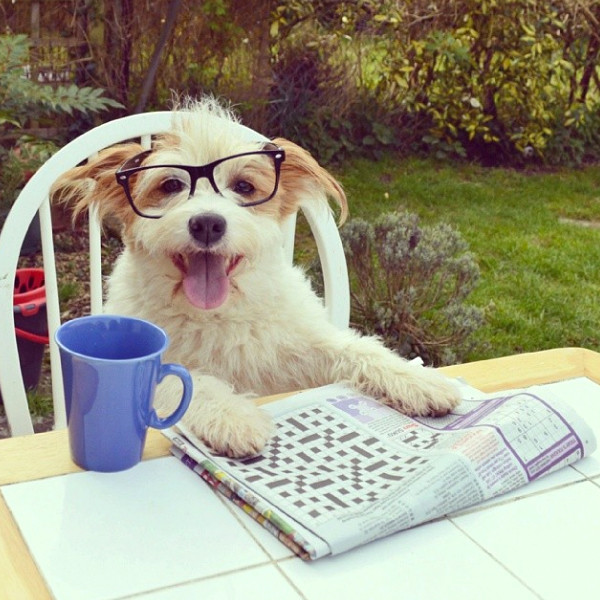 Photos from Internet's Most Famous Animals - E! Online