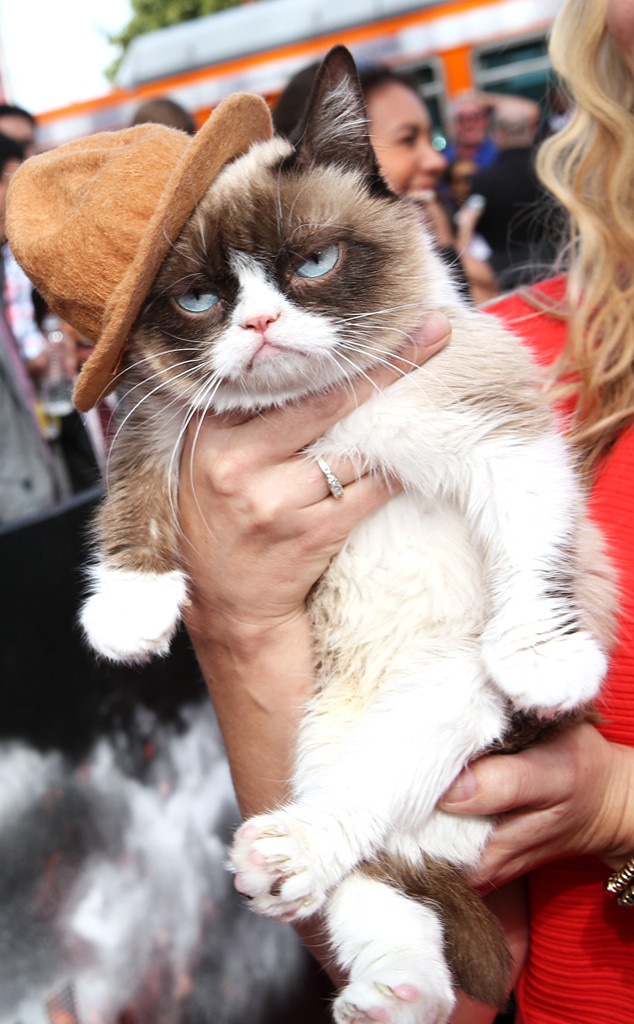 Grumpy Cat, MTV Movie Awards