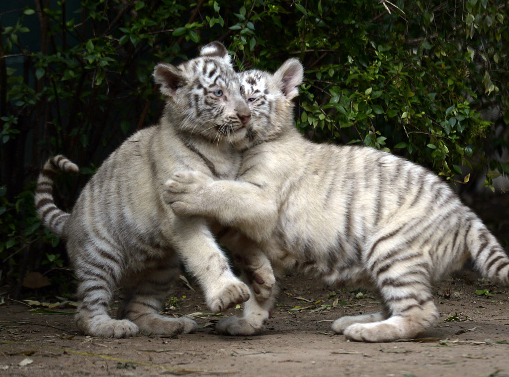 white tiger cubs playing