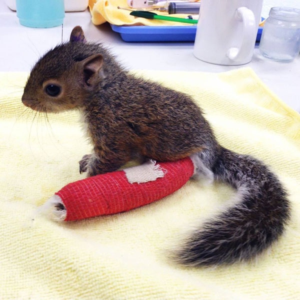 Squirrel Cast