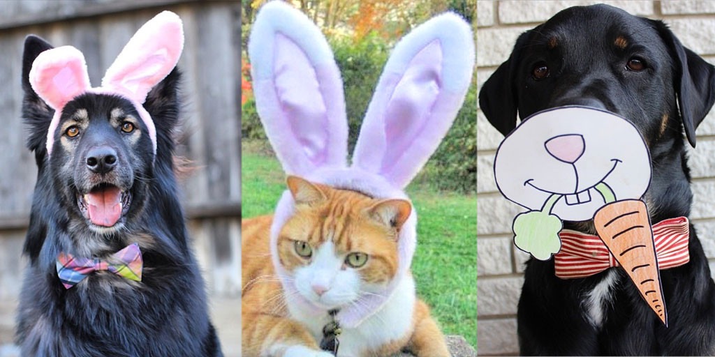 Easter Pets, Instagram