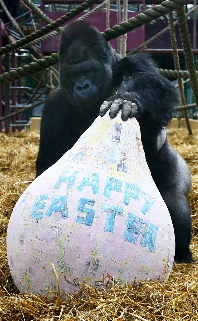 Going Gorillas from Animals Love Easter! E! News