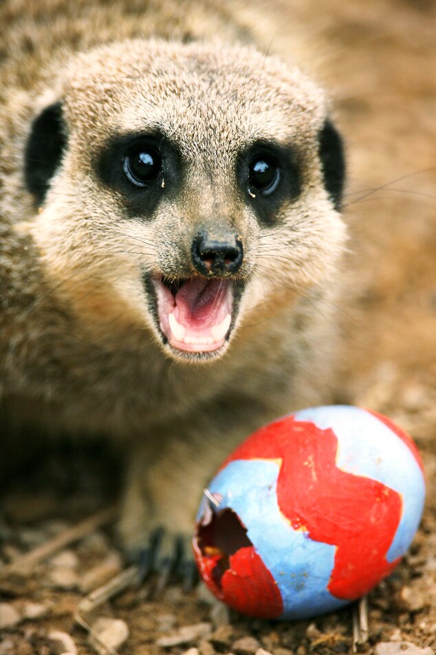 Eggceptionally Tasty from Animals Love Easter! E! News