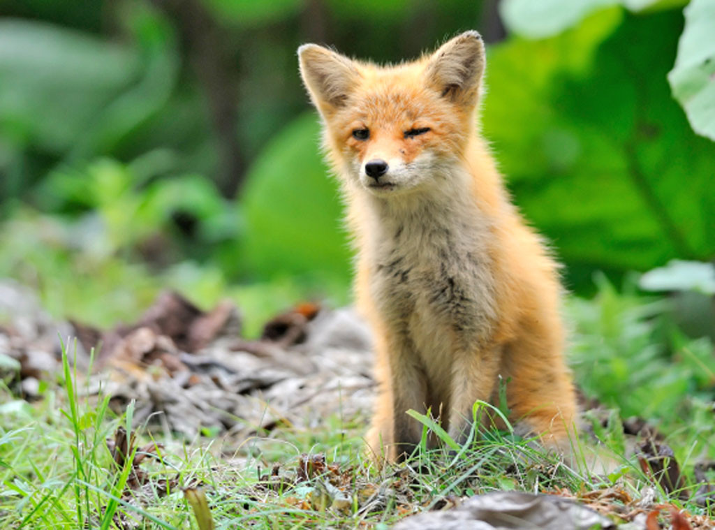 14 Reasons Why We Are Obsessed With Foxes E Online