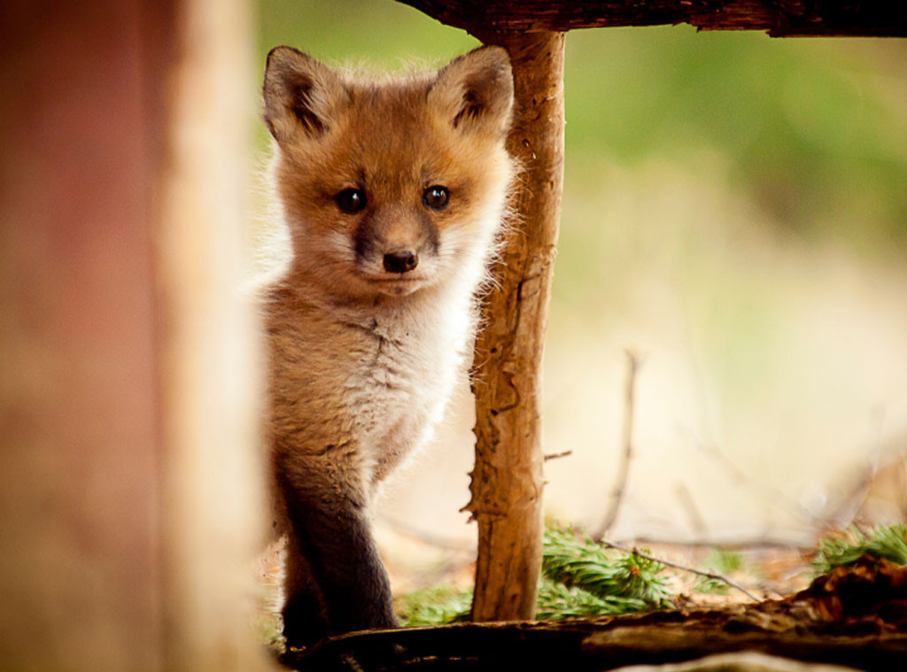 14 Reasons Why We Are Obsessed With Foxes E Online