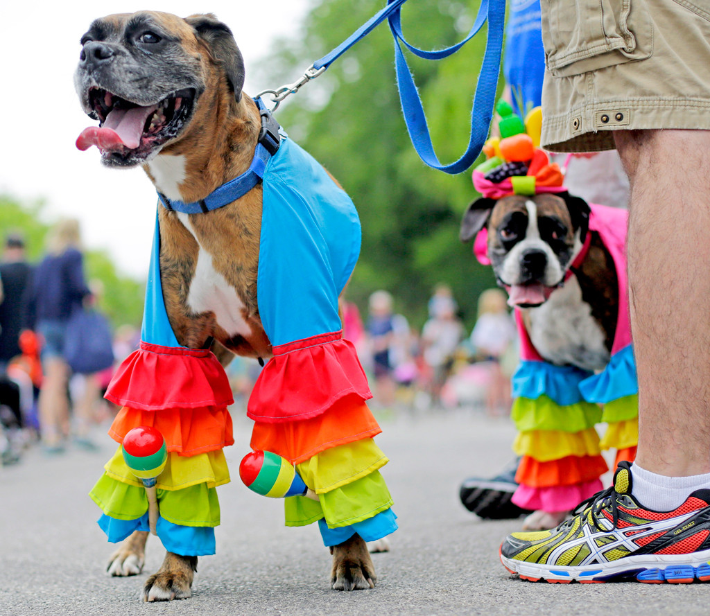 Area briefs: Pet costume contest, fall festival, theater camp and