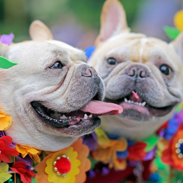 Cut4 on X: The @SFGiants held a dog costume contest, and ballpark