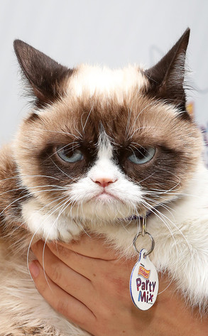 Grumpy Cat From Gallery Of Celeb Butts Were Hoping To See Next Year 