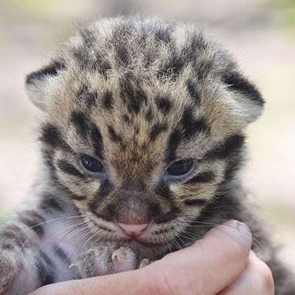 baby clouded leopards