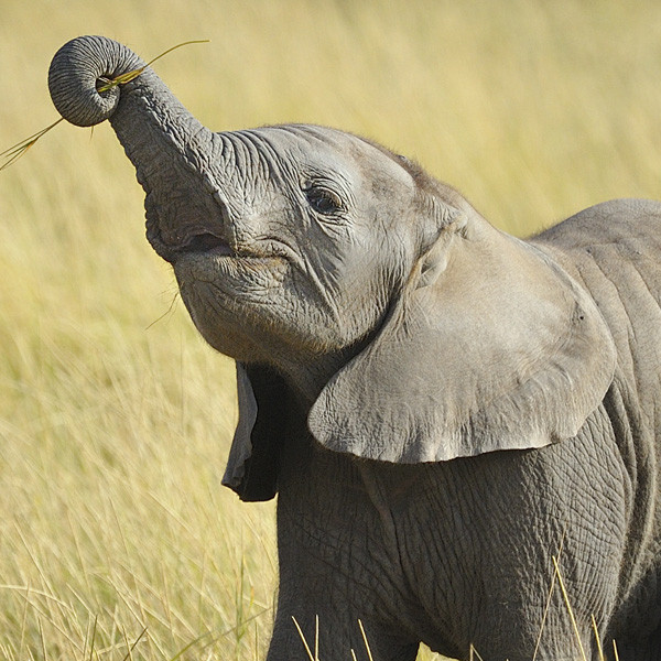 18 Reasons That Baby Elephants Are the Cutest Baby Animals