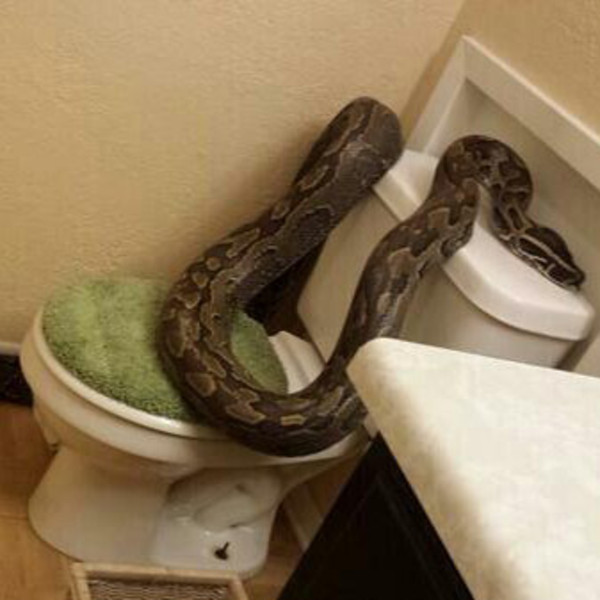 Woman Finds 12-Foot-Long Snake in Her Bathroom