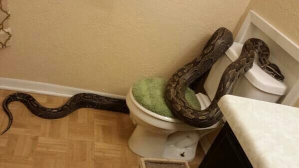 Snake on Toilet