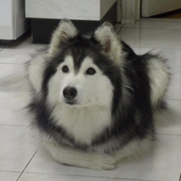 husky with cats