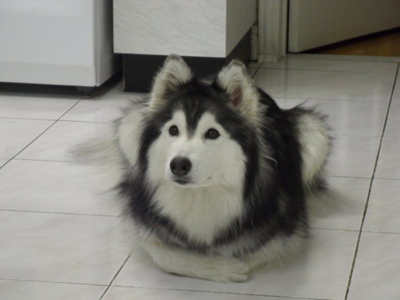 Meet Tally  the Adorable Husky  Who Was Raised by Cats E 