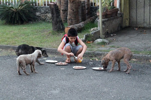 Happy Animals Club, Animal Shelter