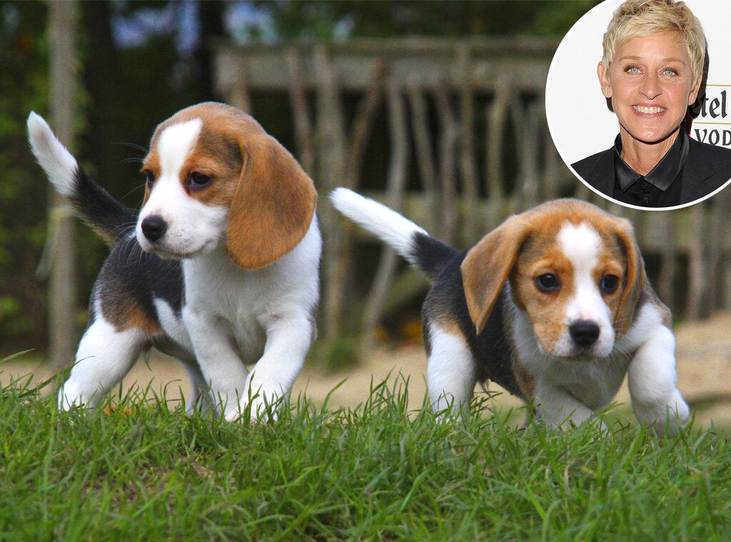 beagle puppies online