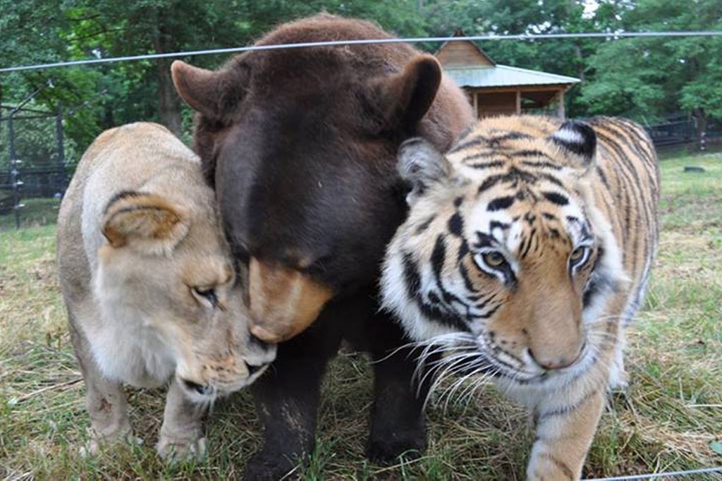 Lion, Tiger, Bear