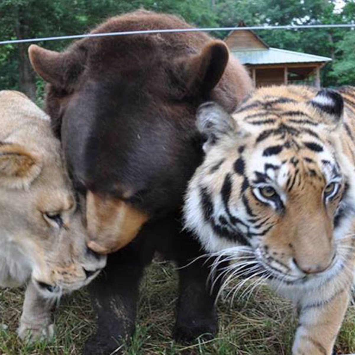 A Lion, a Tiger and a Bear Are All Best Friends - E! Online
