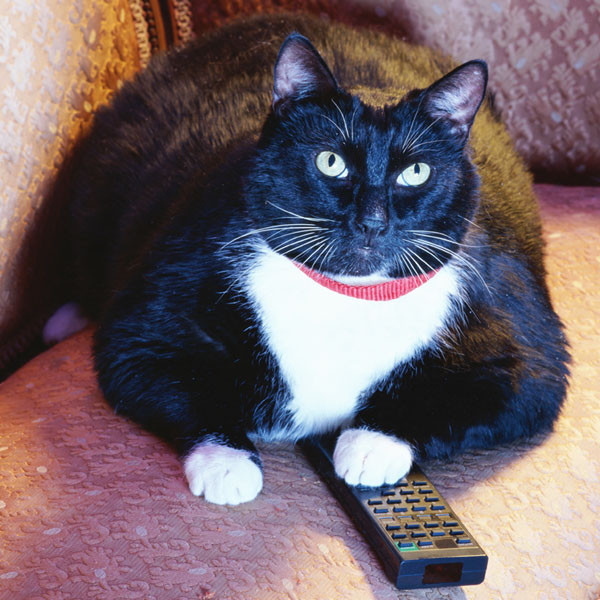 Where to watch Scaredy Cats TV series streaming online?