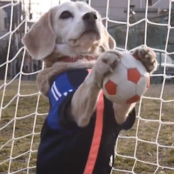 Sorry World Cup We Only Want To Talk About This Dog Playing Soccer   Rs 600x600 140610144705 600.2purin Soccer Dog.ls.61014 