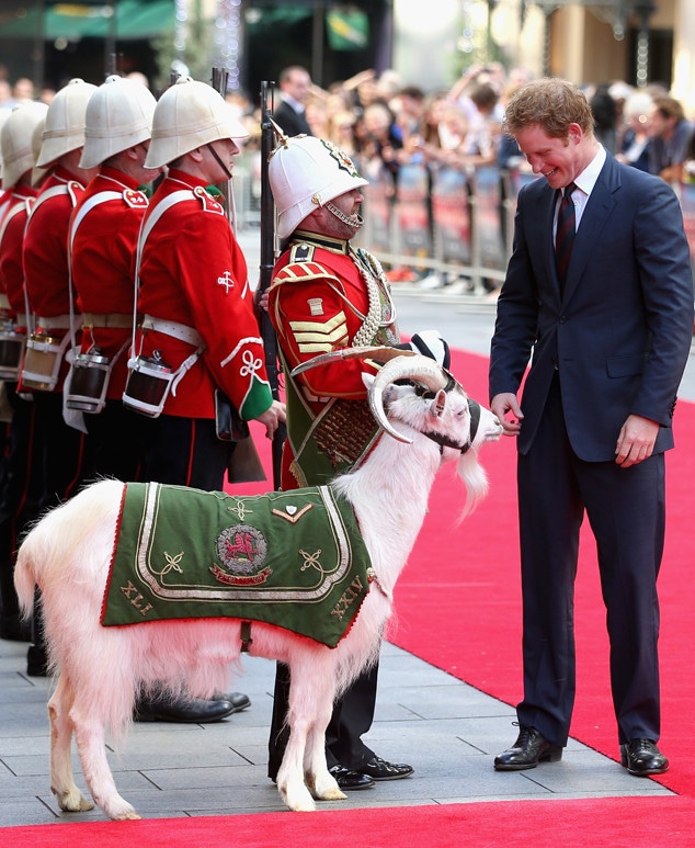 Prince Harry, Goat