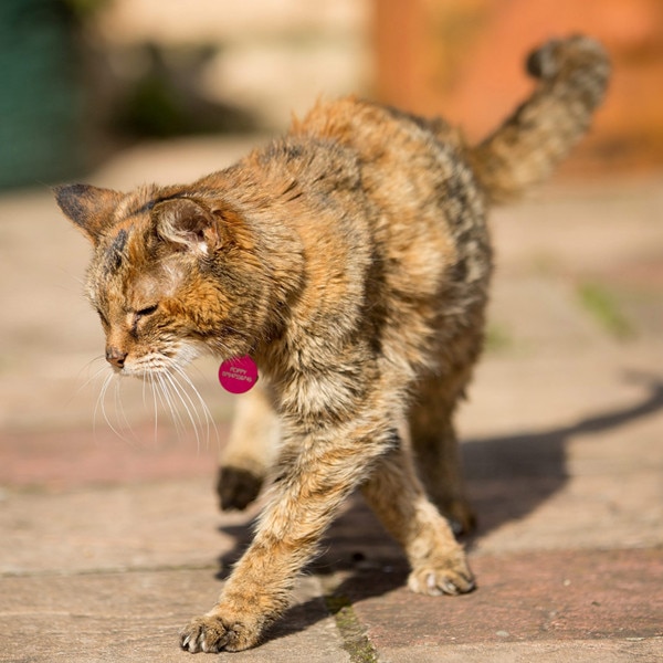 Poppy The World S Oldest Living Cat Has Passed Away   Rs 600x600 140612074649 600.Poppy Worlds Oldest Cat Dies.jl.061214 