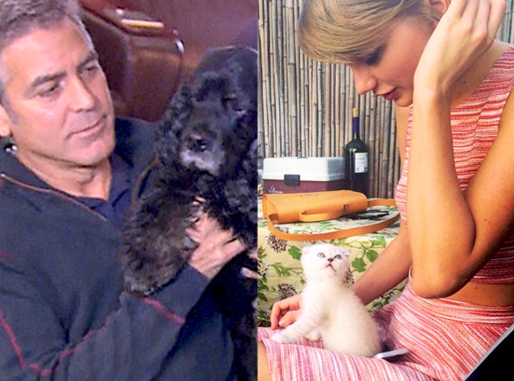 George Clooney, Dog, Einstein, Taylor Swift, Cat, Olivia Benson